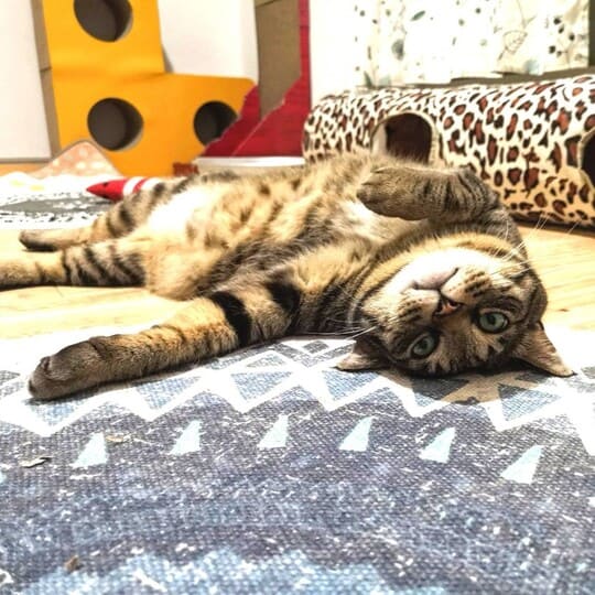 ねこべや藤沢店でお預かりした猫ちゃん写真