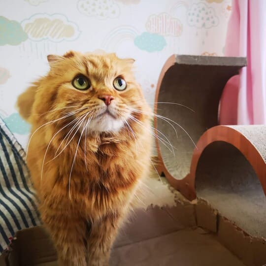 ねこべや羽田空港店でお預かりした猫ちゃん写真