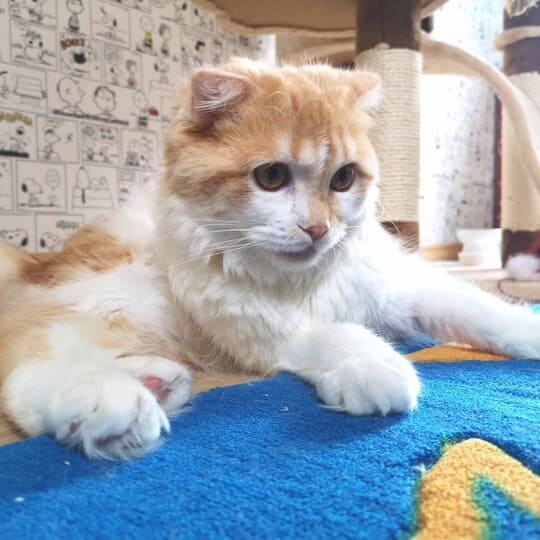 ねこべや羽田空港店でお預かりした猫ちゃん写真