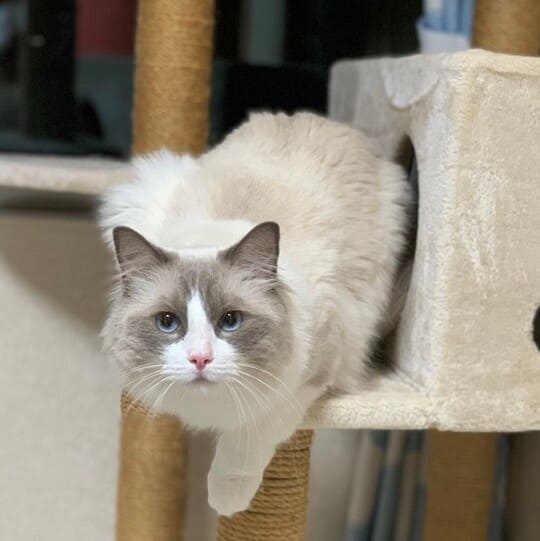 ねこべや保土ヶ谷店でお預かりした猫ちゃん写真