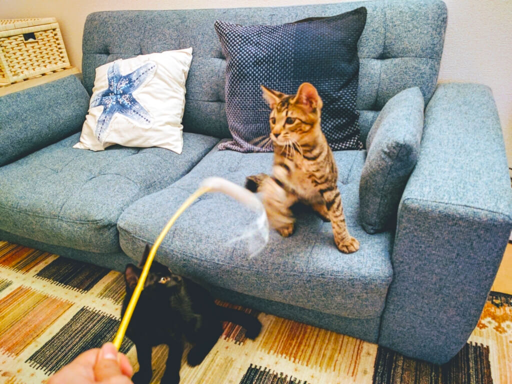 藤沢店猫用おもちゃ