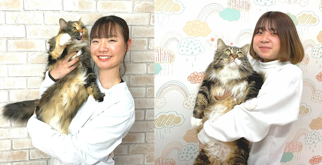 ねこべや羽田空港店シッター