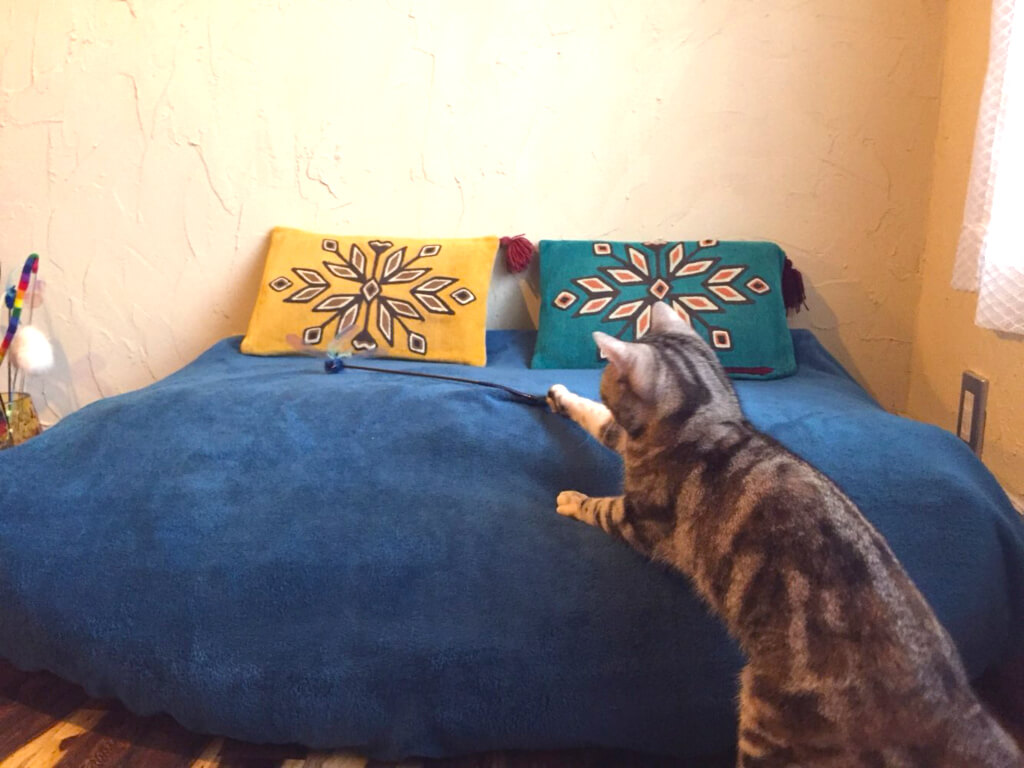 神奈川店猫用ベッド