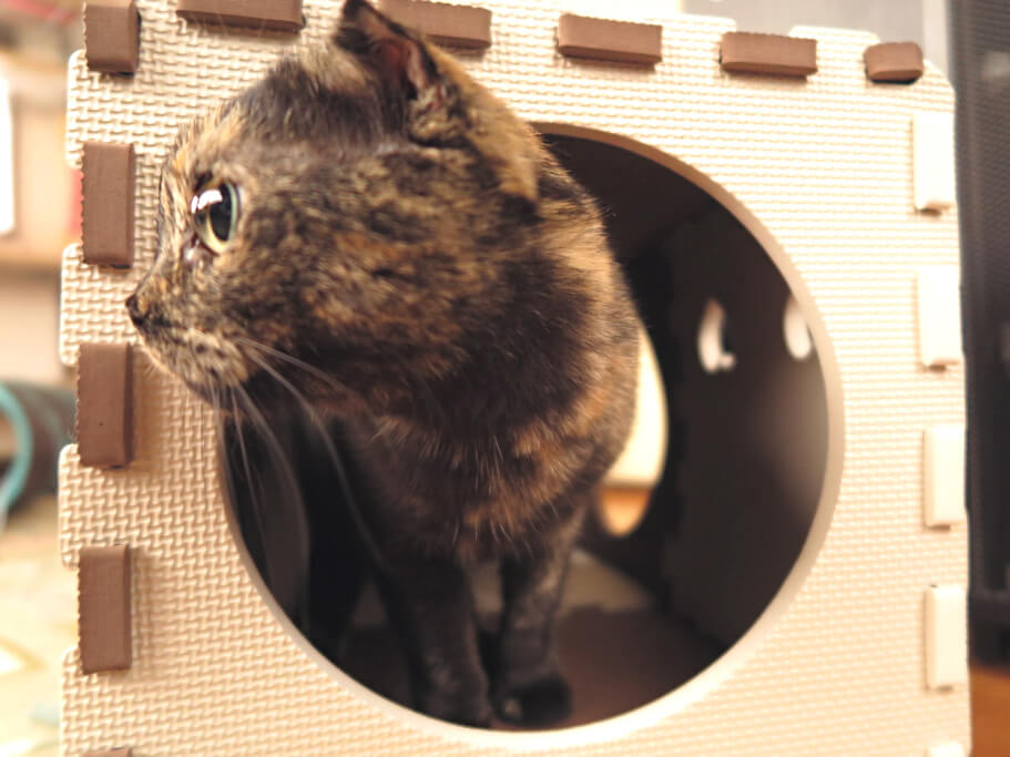 埼玉店猫用ハウス