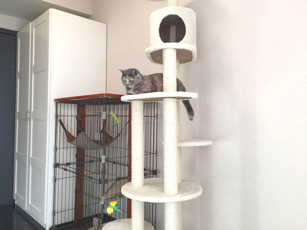 世田谷店キャットタワー