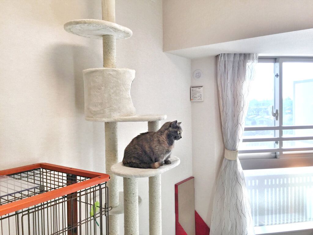 世田谷店キャットタワー