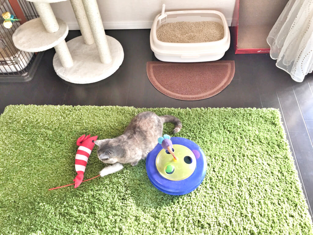 世田谷店猫用おもちゃ