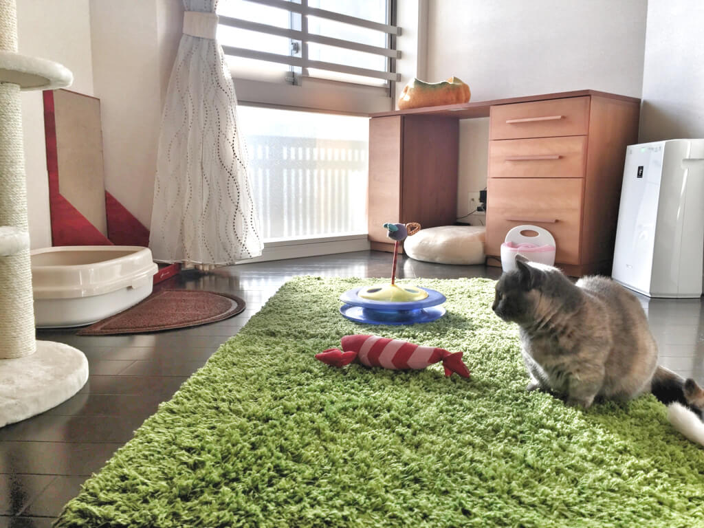 世田谷店猫用おもちゃ