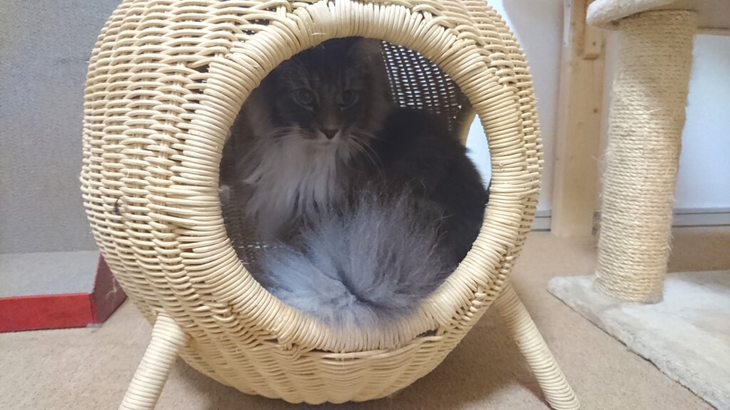 湘南店猫ちぐら