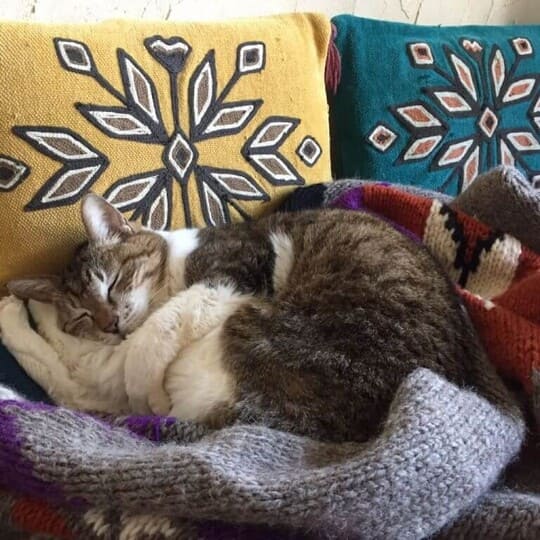 ねこべや神奈川大和店でお預かりした猫ちゃん写真