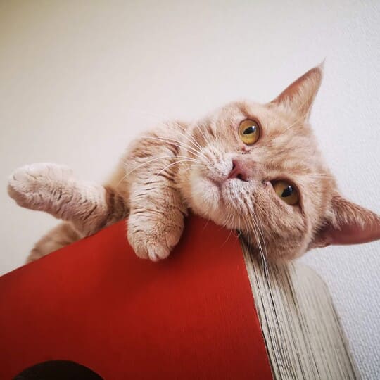 ねこべや小金井店でお預かりした猫ちゃん写真