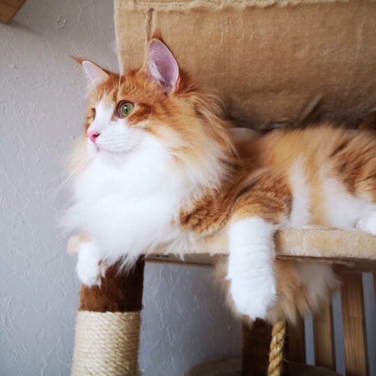 ねこべや名古屋店でお預かりした猫ちゃん写真