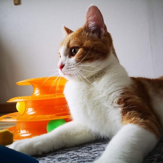 ねこべや大阪豊中店でお預かりした猫ちゃん写真