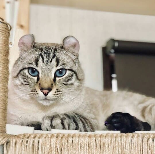 ねこべや埼玉店でお預かりした猫ちゃん写真