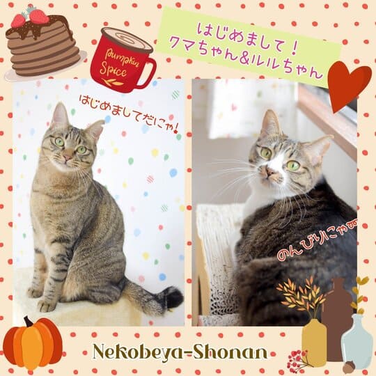 ねこべや湘南店でお預かりした猫ちゃん写真