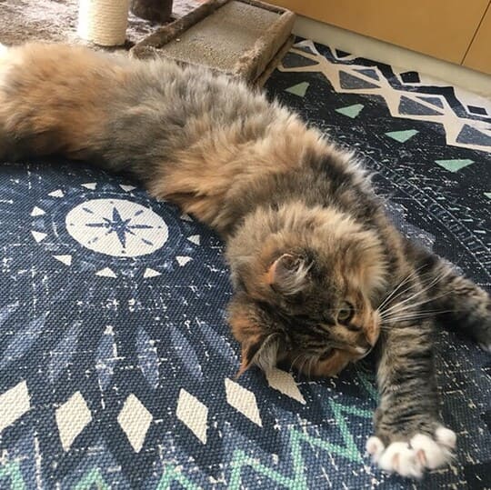 ねこべや東京店でお預かりした猫ちゃん写真