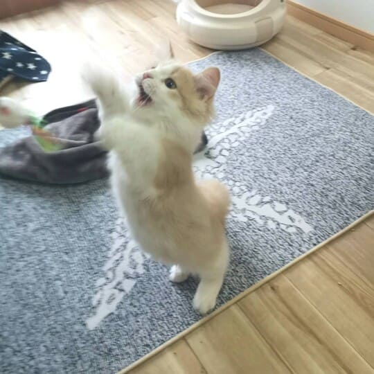 ねこべや横浜鶴見店でお預かりした猫ちゃん写真